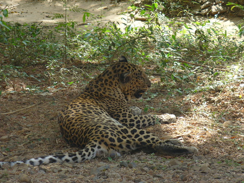 Sanjay Gandhi National Park Leopard