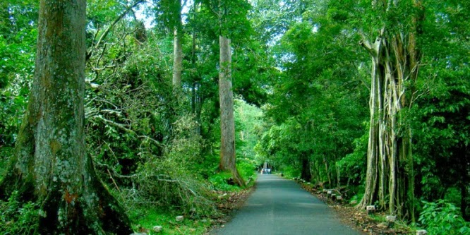 gavi path through the forest