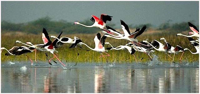 bharatpur-bird-sanctuary-in-rajasthan