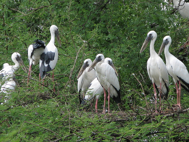 painted-storks-at-keoladeo-ghana-bird-sanctuary