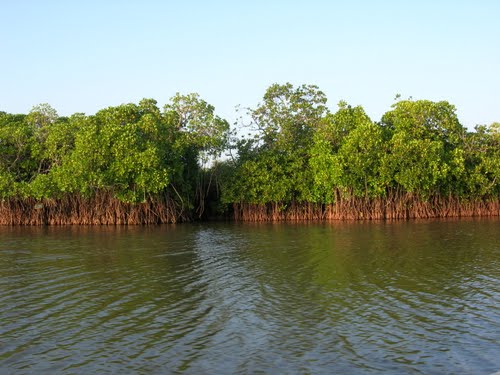 Pichavaram Mangrove forests