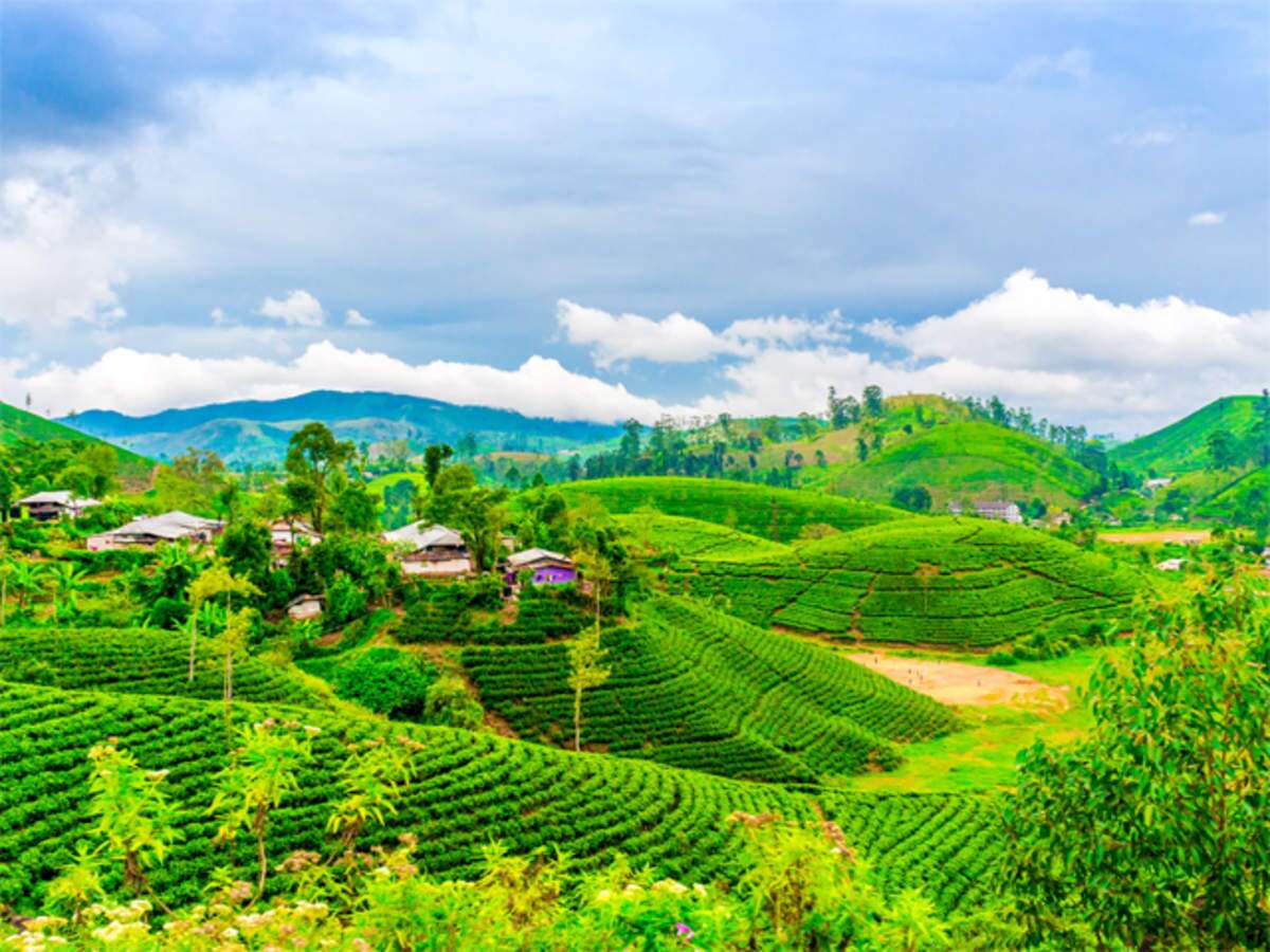 Tea plantations of Darjeeling