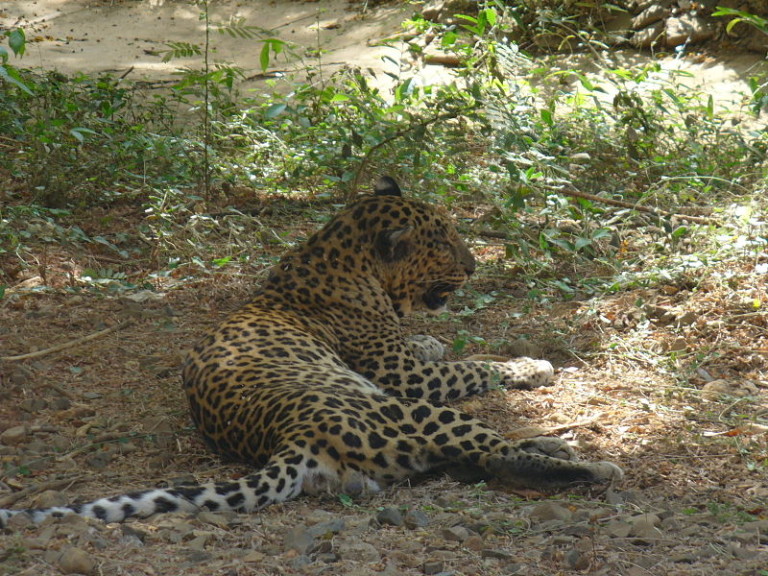 Sanjay Gandhi National Park in Mumbai – Discovering India